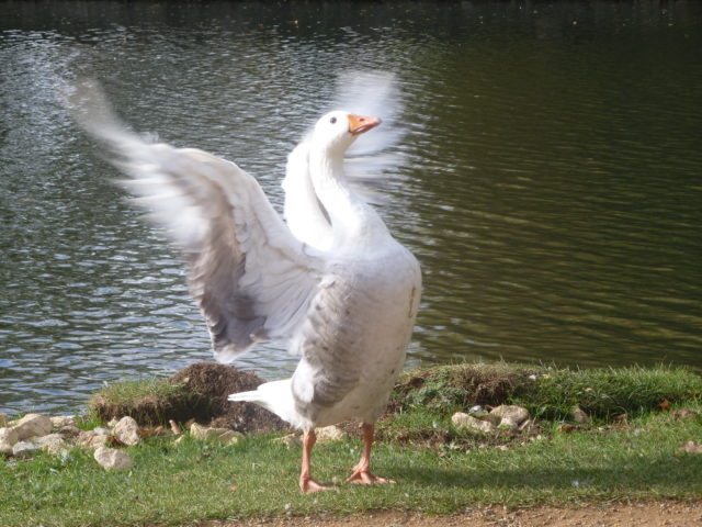 flapping swan