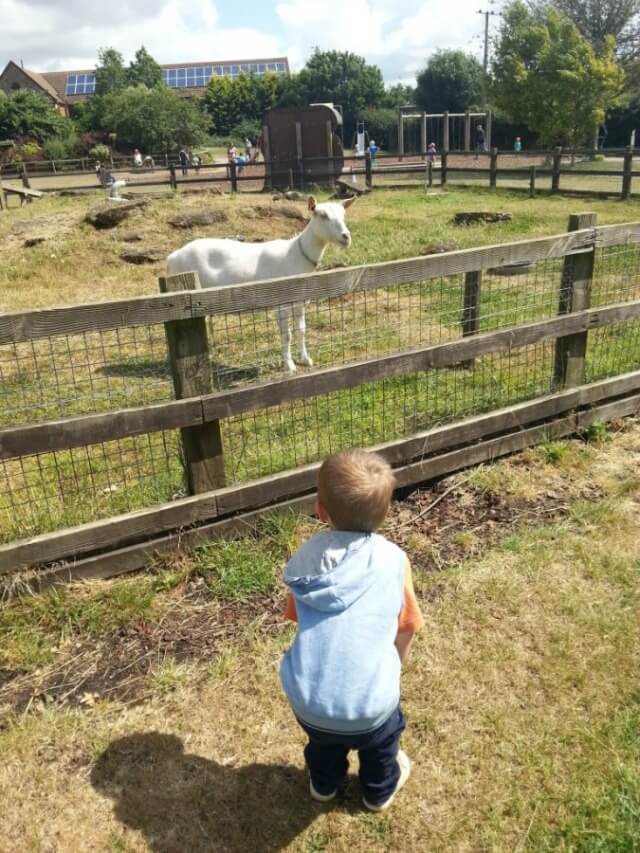 checking out goats