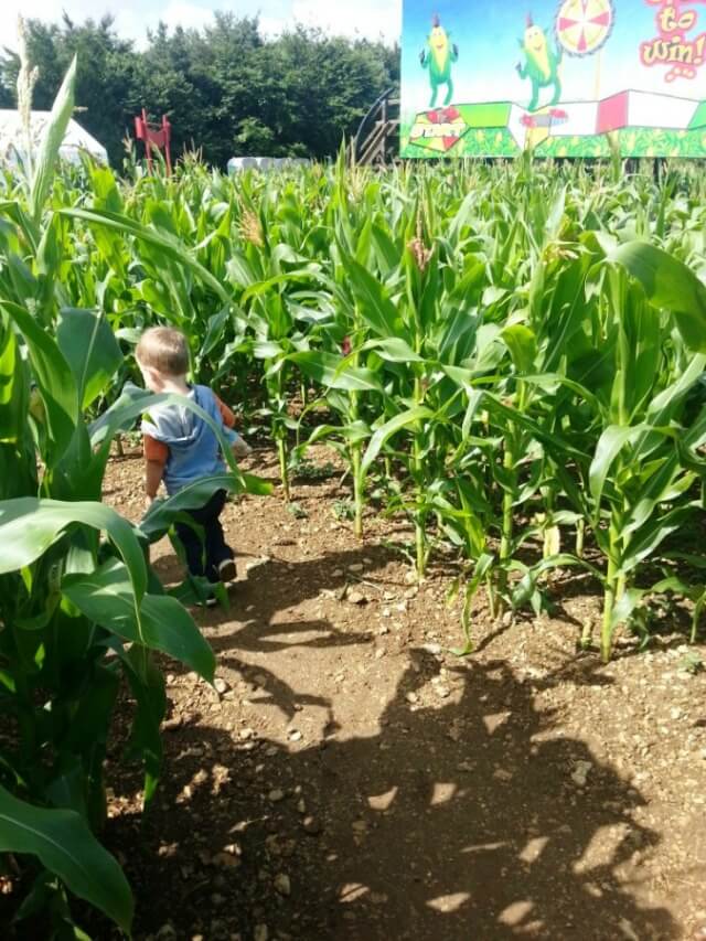 through the maize maze