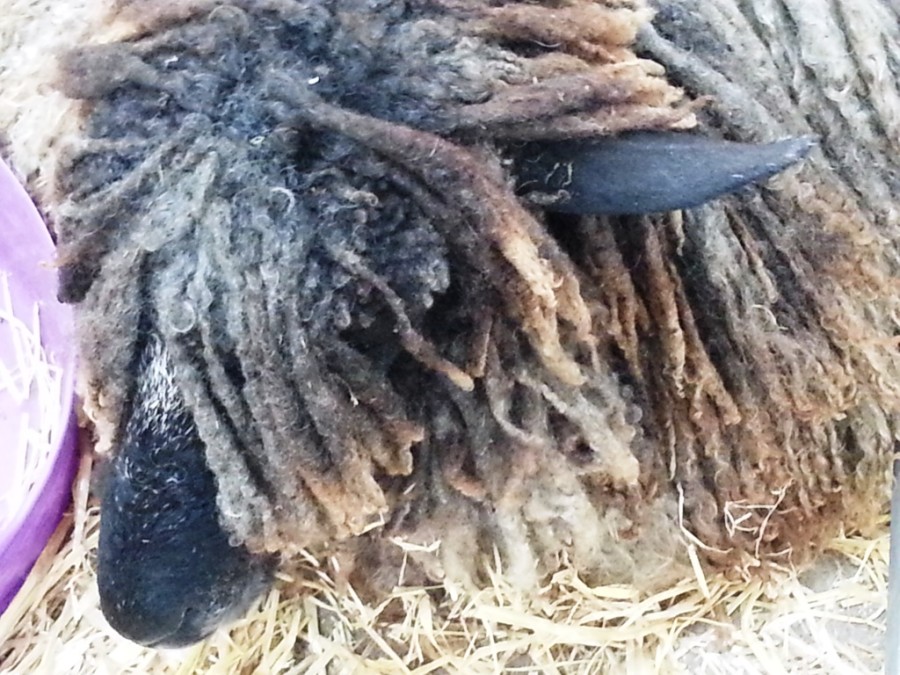 Shaggy dreadlocked sheep