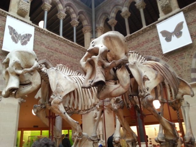 Meeting the dinosaurs at Natural History Museum Oxford