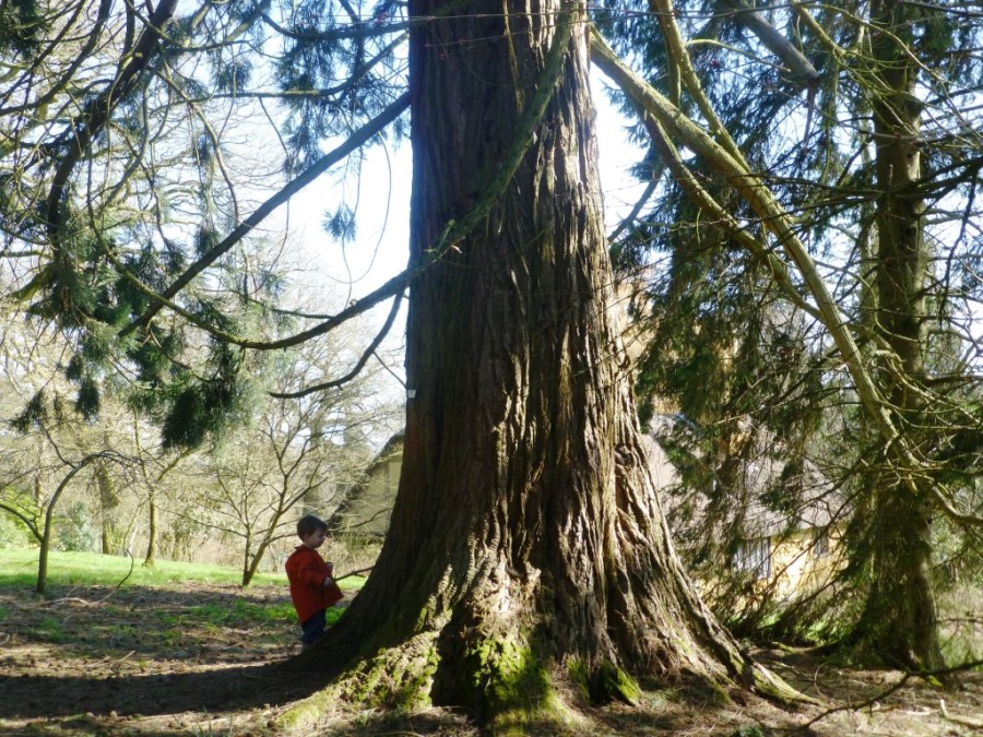 giant redwood and boy