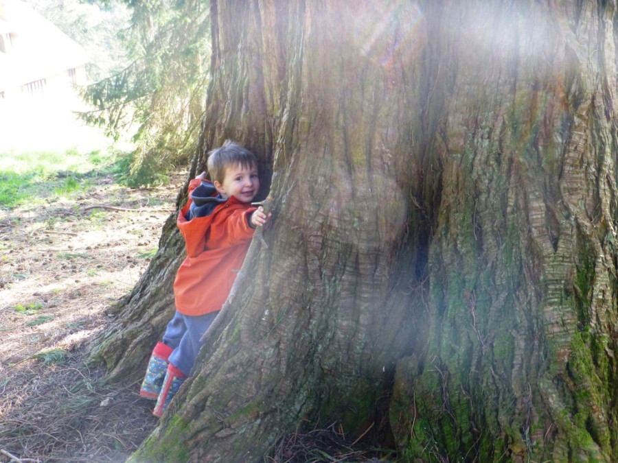 tree hugging a redwood