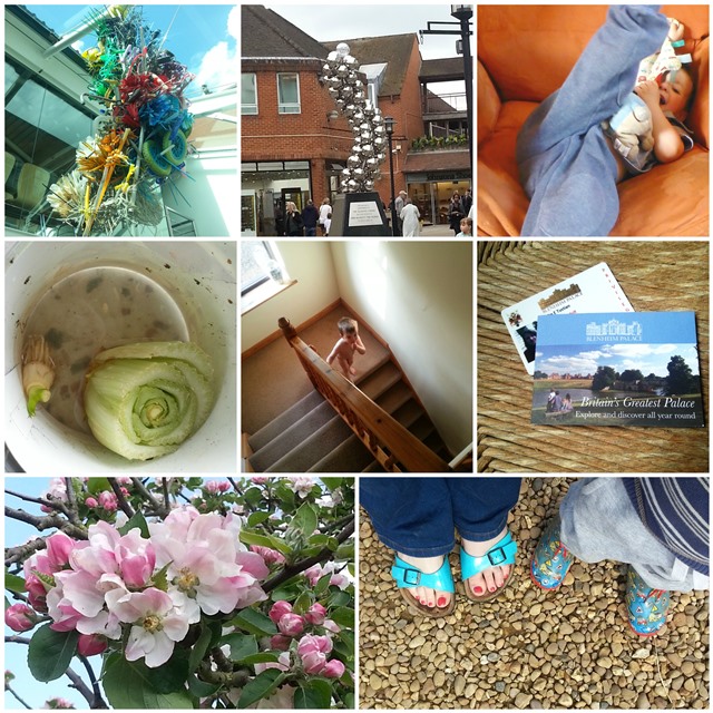 #365 project 365 photo round up for week 18