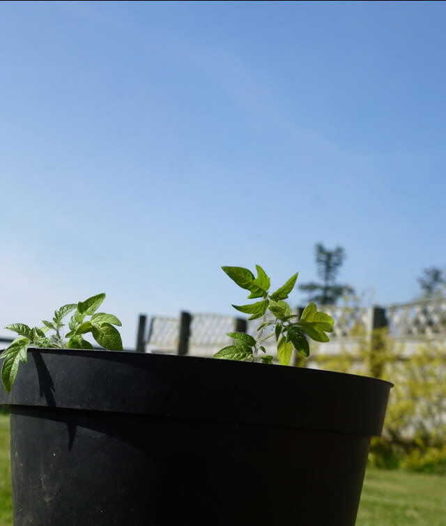 tomato-plants growth