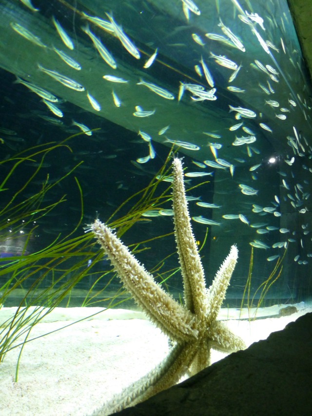 fish shoals and starfish c