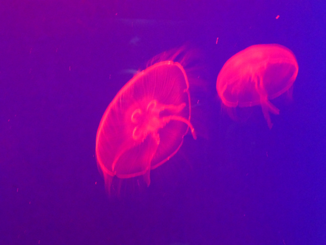 jellyfish at bristol aquarium.