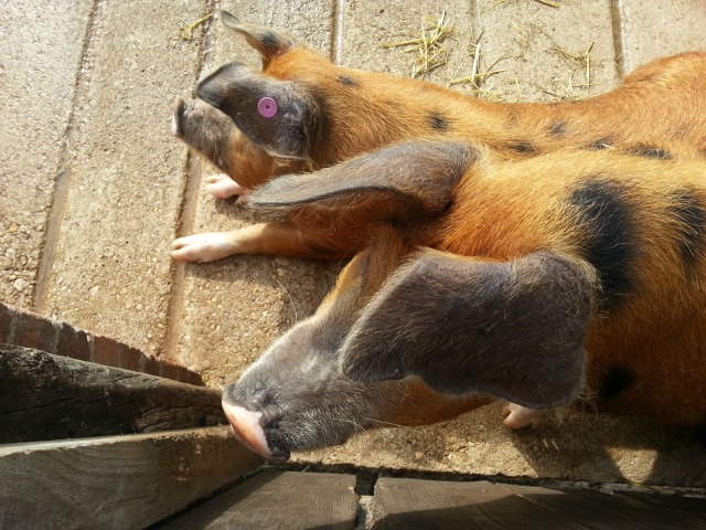 pigs at cogges farm