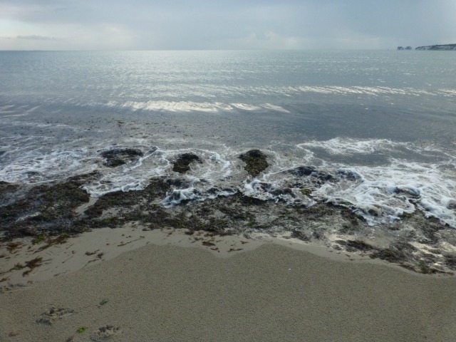seaweed and the sea