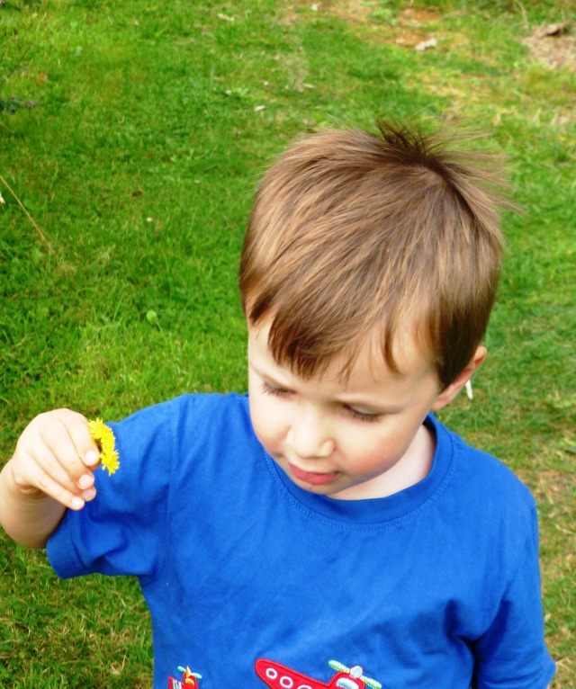 picking dandelions