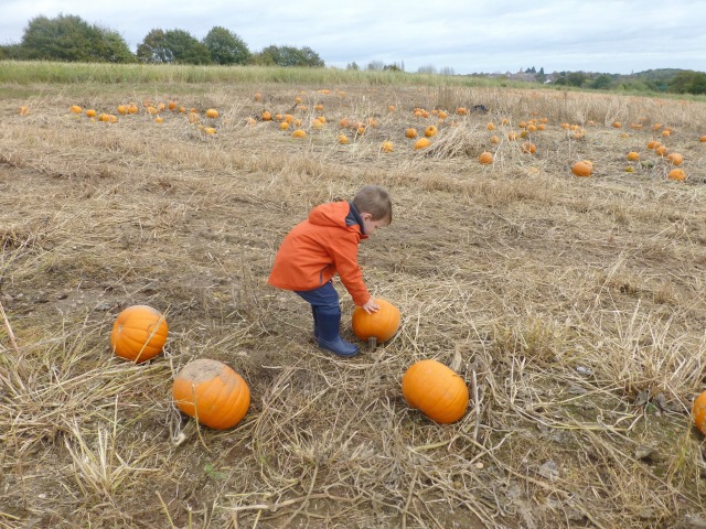 picking pumpkins