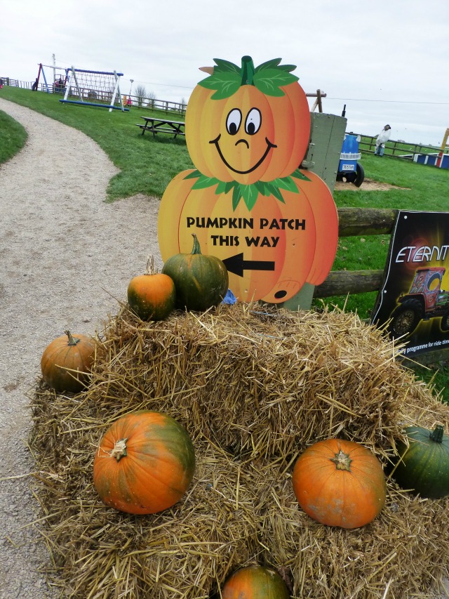 Pumpkin picking at Hatton Adventure World’s Pumpkin Week