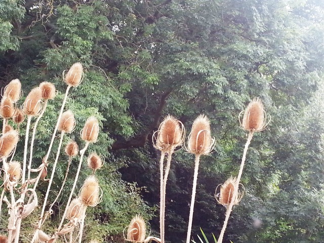 teasels at the herb centre