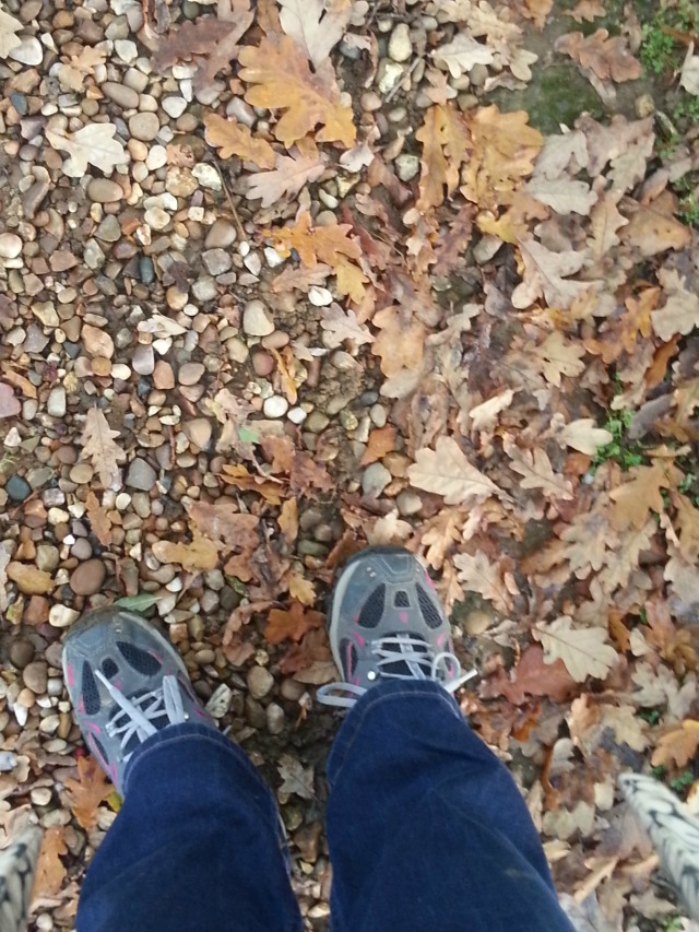 autumn leaves - looking down