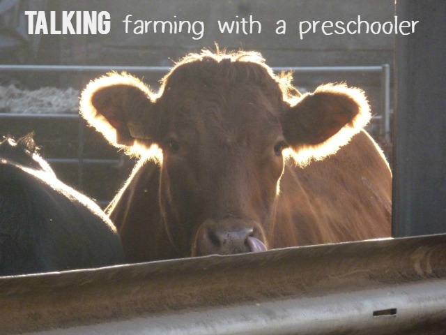 Talking farming with a preschooler