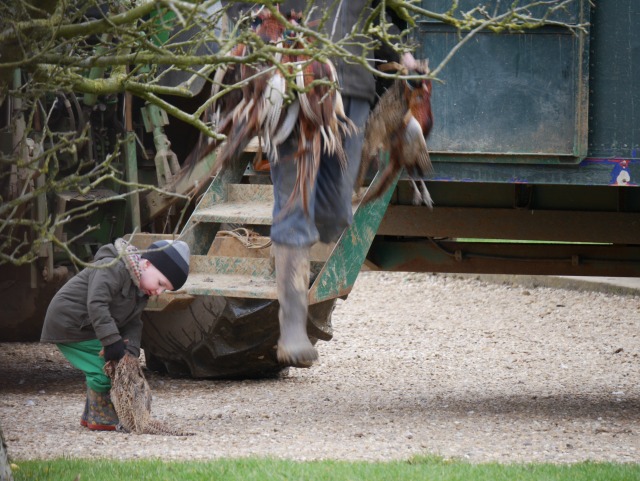 picking up pheasants for the first time