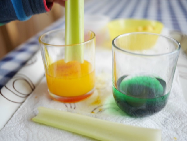 colouring celery in water