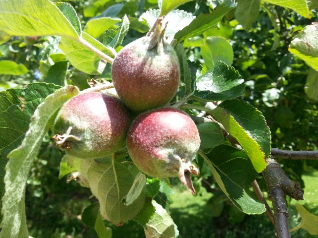 apples starting to grow on the tree