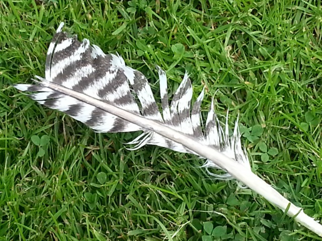 feather on grass