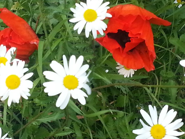 poppies and michaelmas daisies