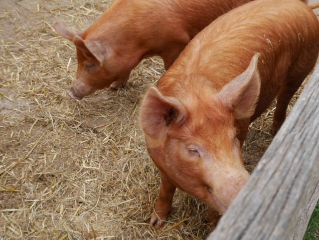 pigs at Mary Ardens Farm