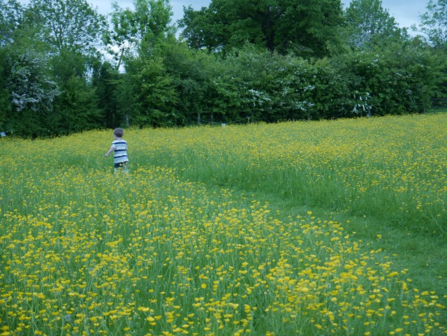 running in the wildflower meadow