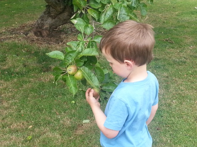 checking the apple growth