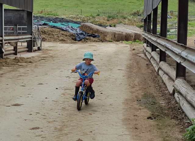 cycling through the farmyard