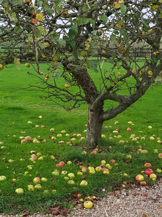 windfall cooking apples from the tree