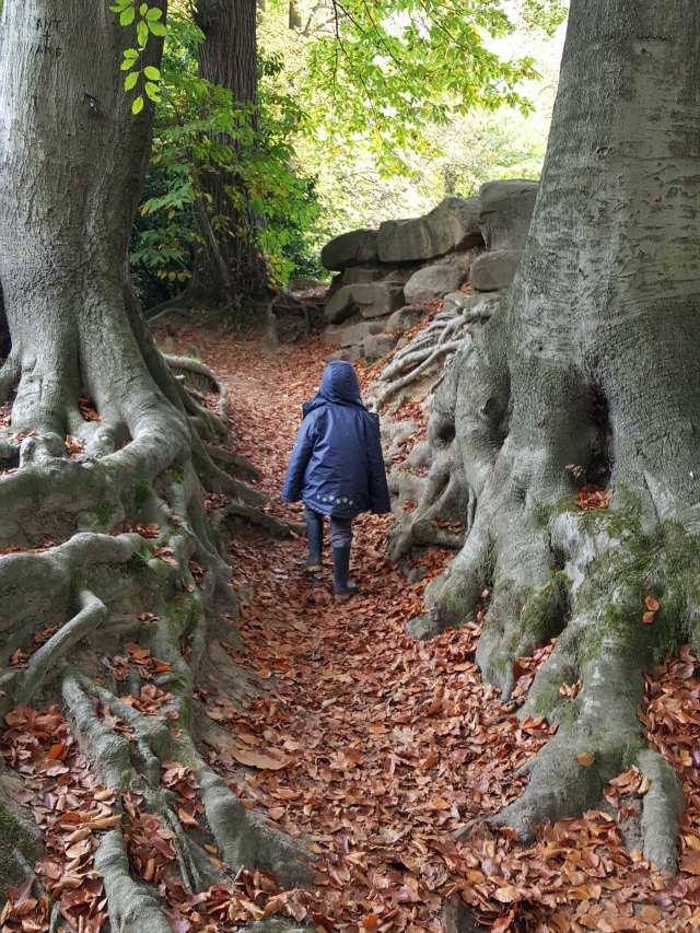Walking through leaves and tree roots