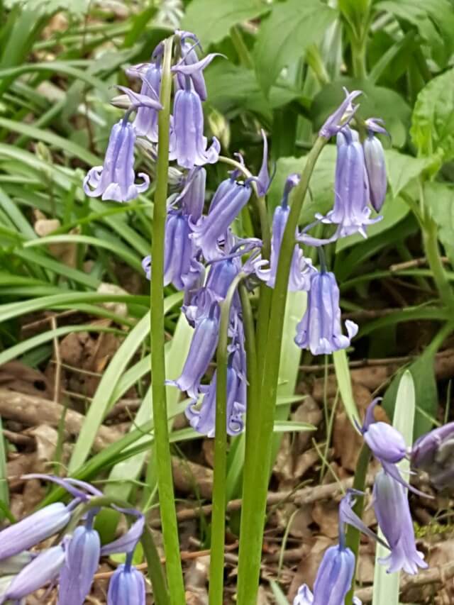 bluebells in Spiceball park