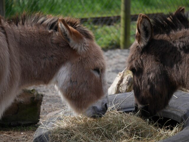 donkeys at Twycross Zoo