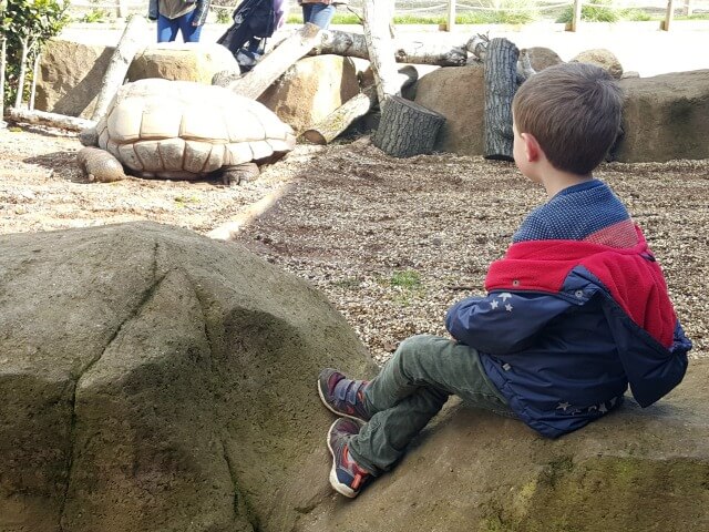 giant tortoise at Twycross Zoo