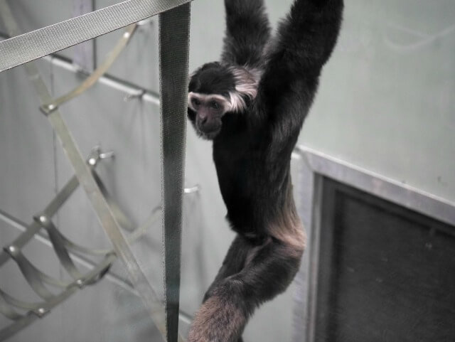 gibbons at Twycross Zoo