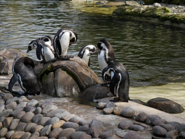 humbolt penguins at twycross zoo