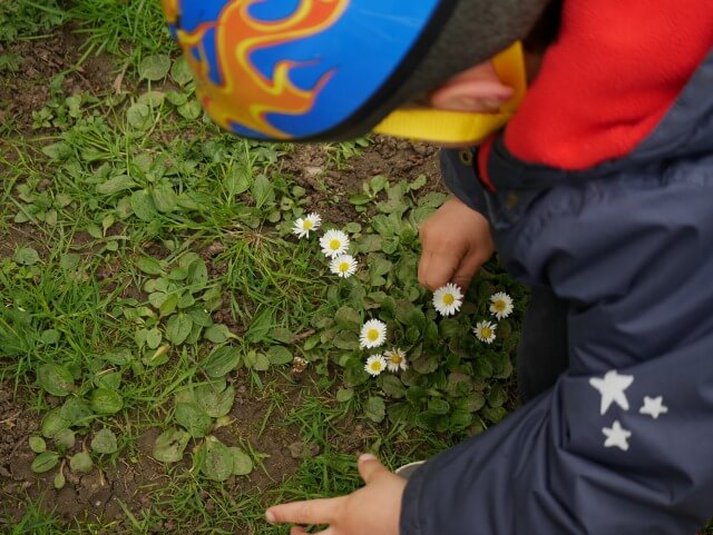 picking daisies in Spiceball