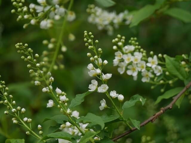 pretty white flowers