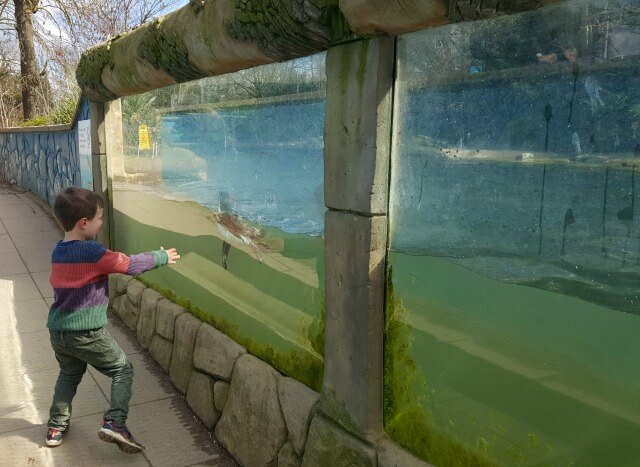 watching swimming penguins at Twycross Zoo