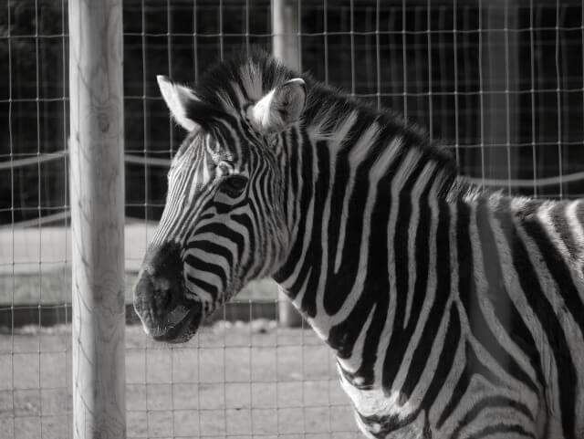 zebra at twycross zoo