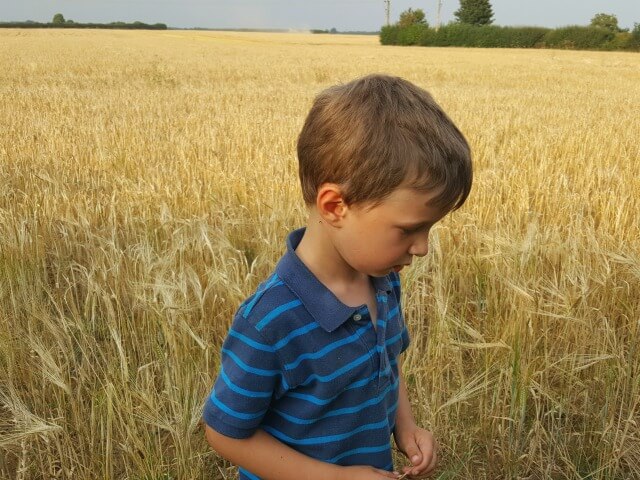 waiting for the combine harvester