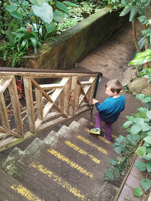 down-the-stairs-in-living-rainforest
