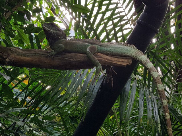 lizard-on-a-tree