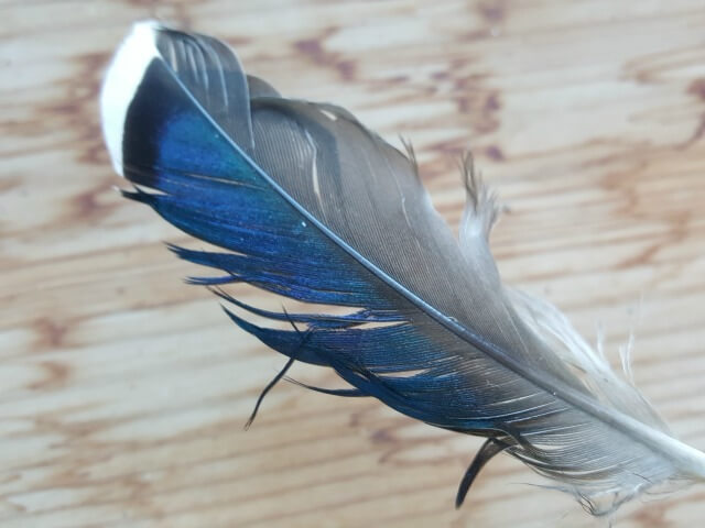 mallard duck feather