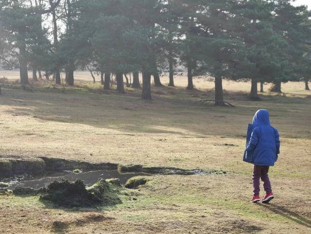 Ambling in the New Forest