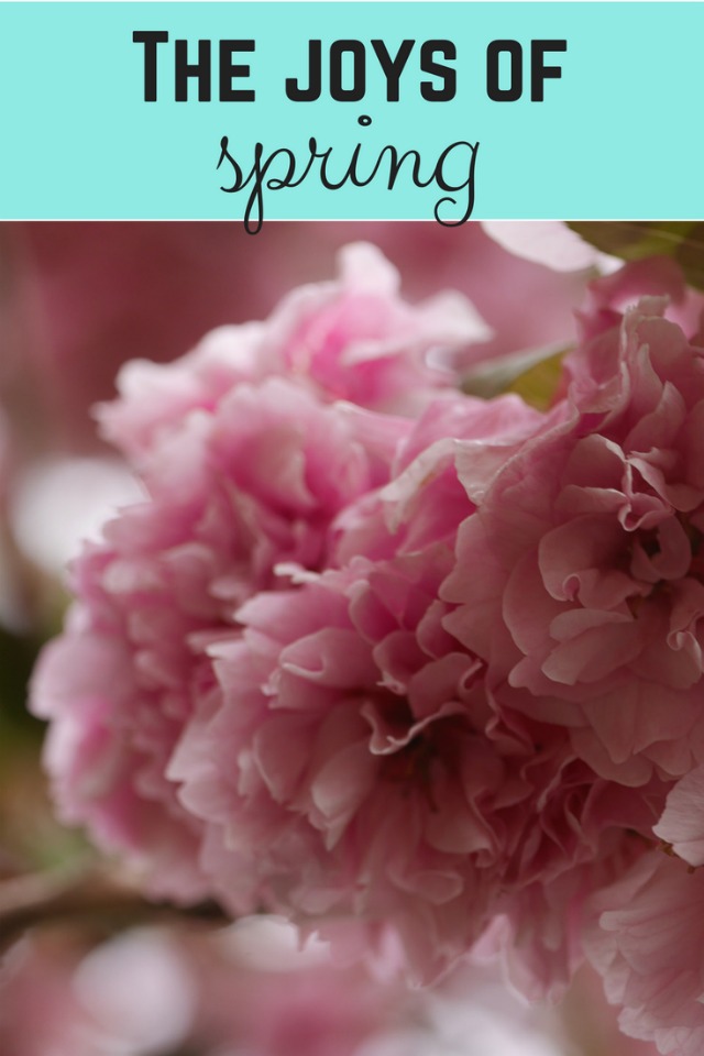 Signs of spring – my joys of spring