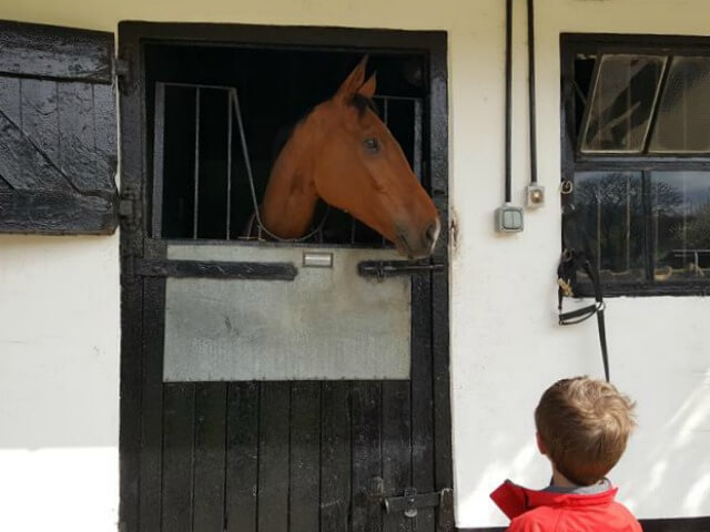 meeting horses in Lambourn