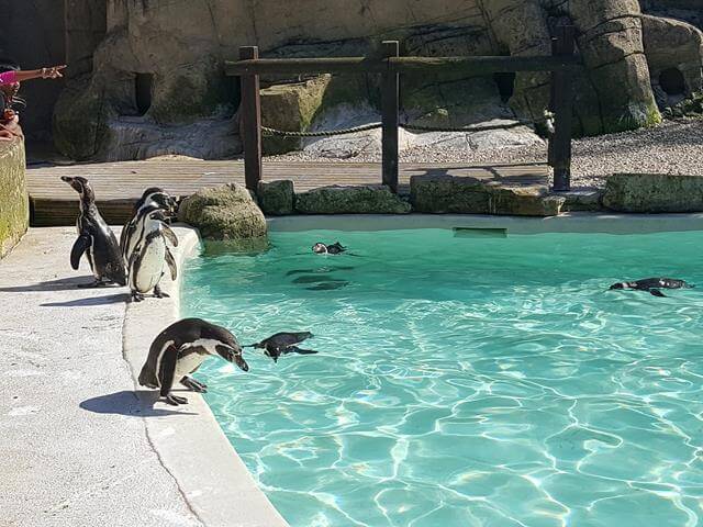 penguins at feeding time
