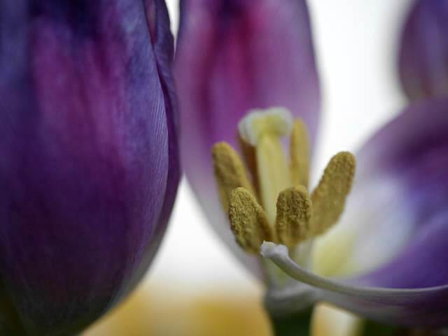tulip stamens macro