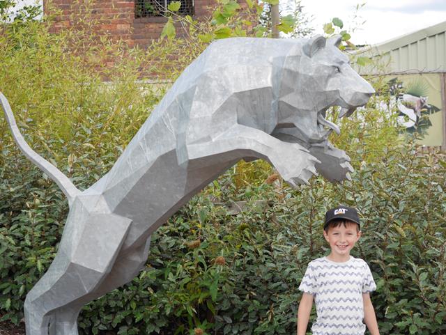 My Sunday Photo - leaping tiger at Dudley Zoo