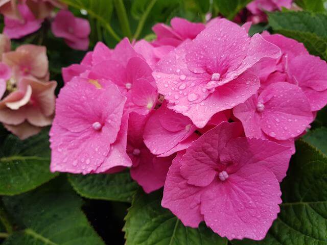 pink hydrangeas